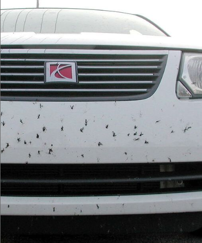 A Cropped photo of the front of a Saturn with many splattered bugs on the bumper.